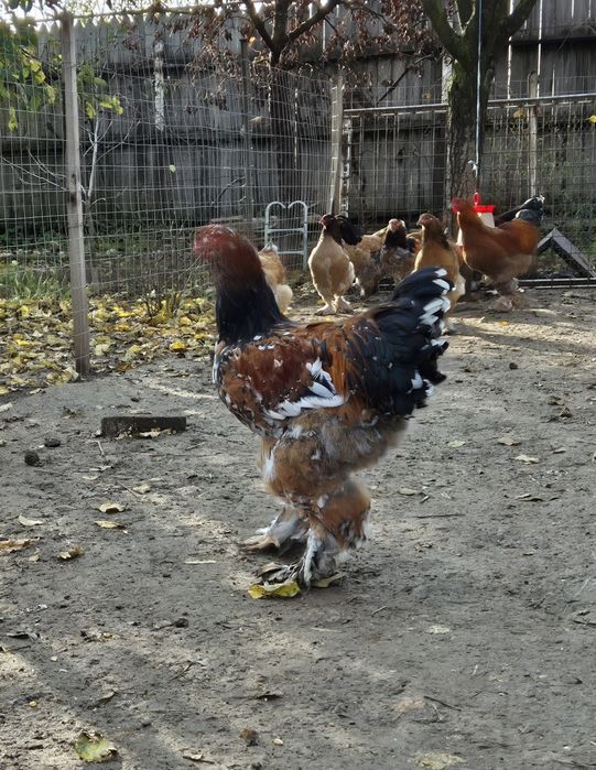 Cocoși brahma poțelan