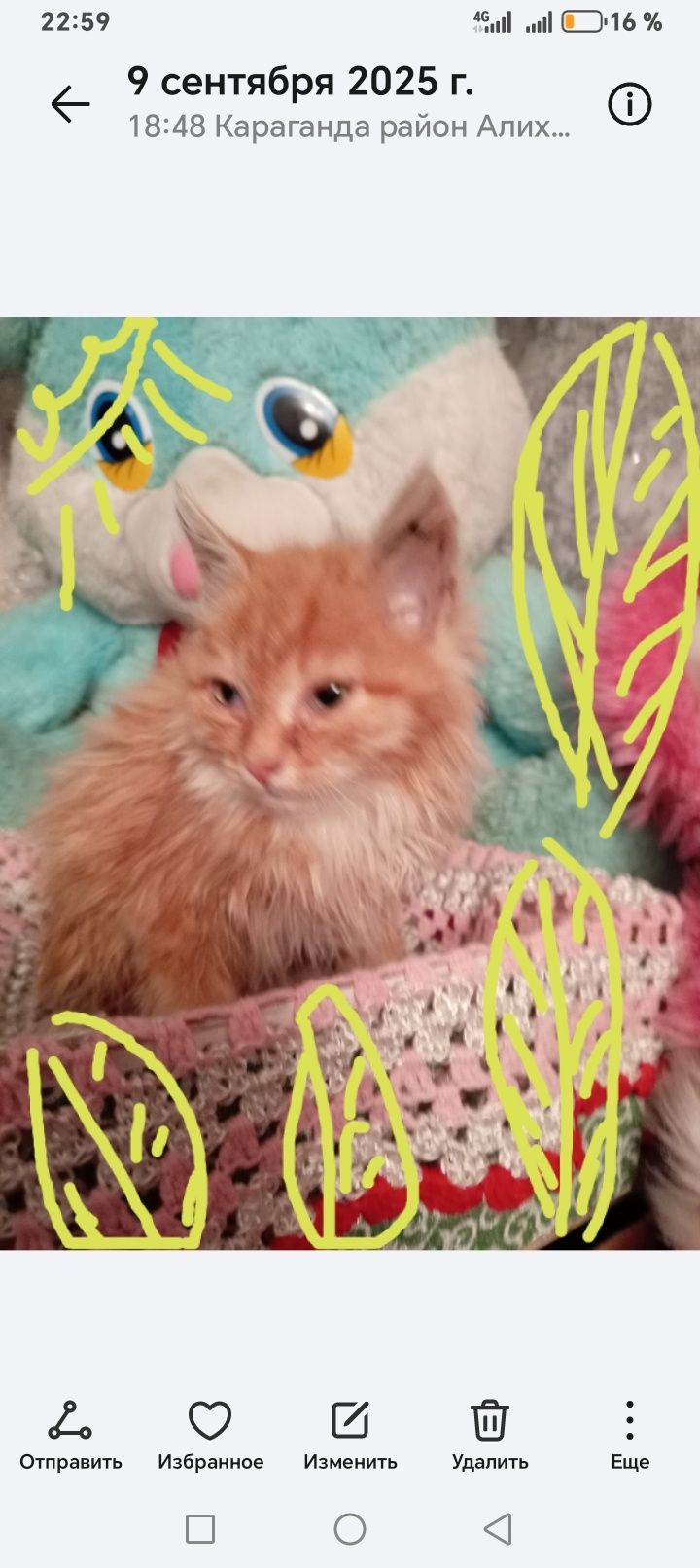 Очень милые котята