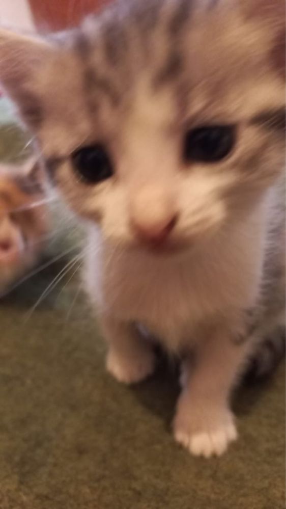 Котенки даром к любящим хозяевам