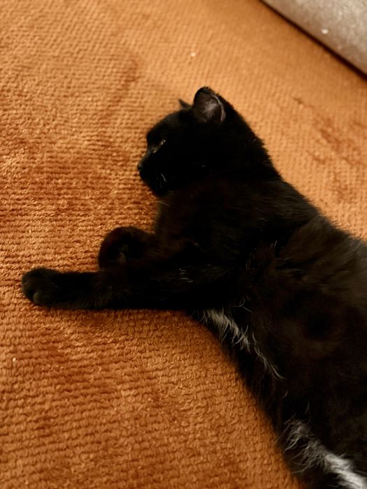 Кошка (4-5 мес) ищет дом