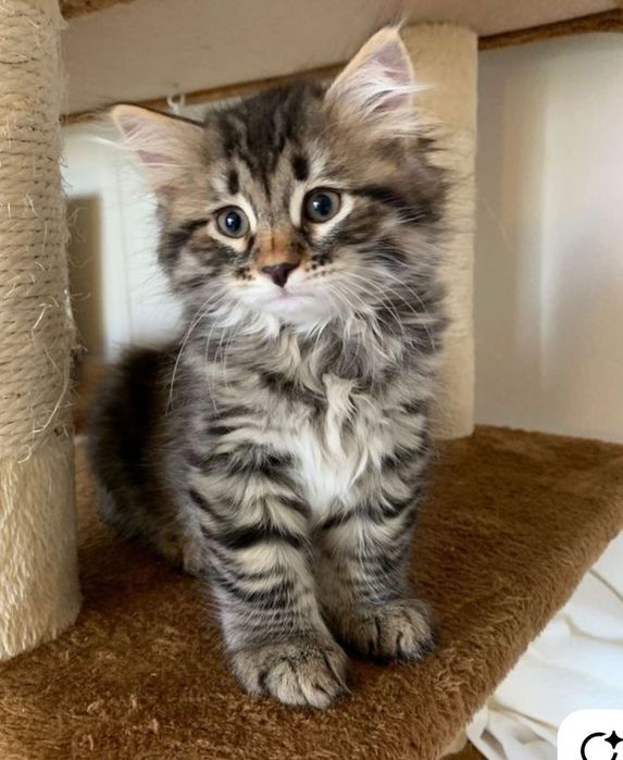 Siberiana de pădure