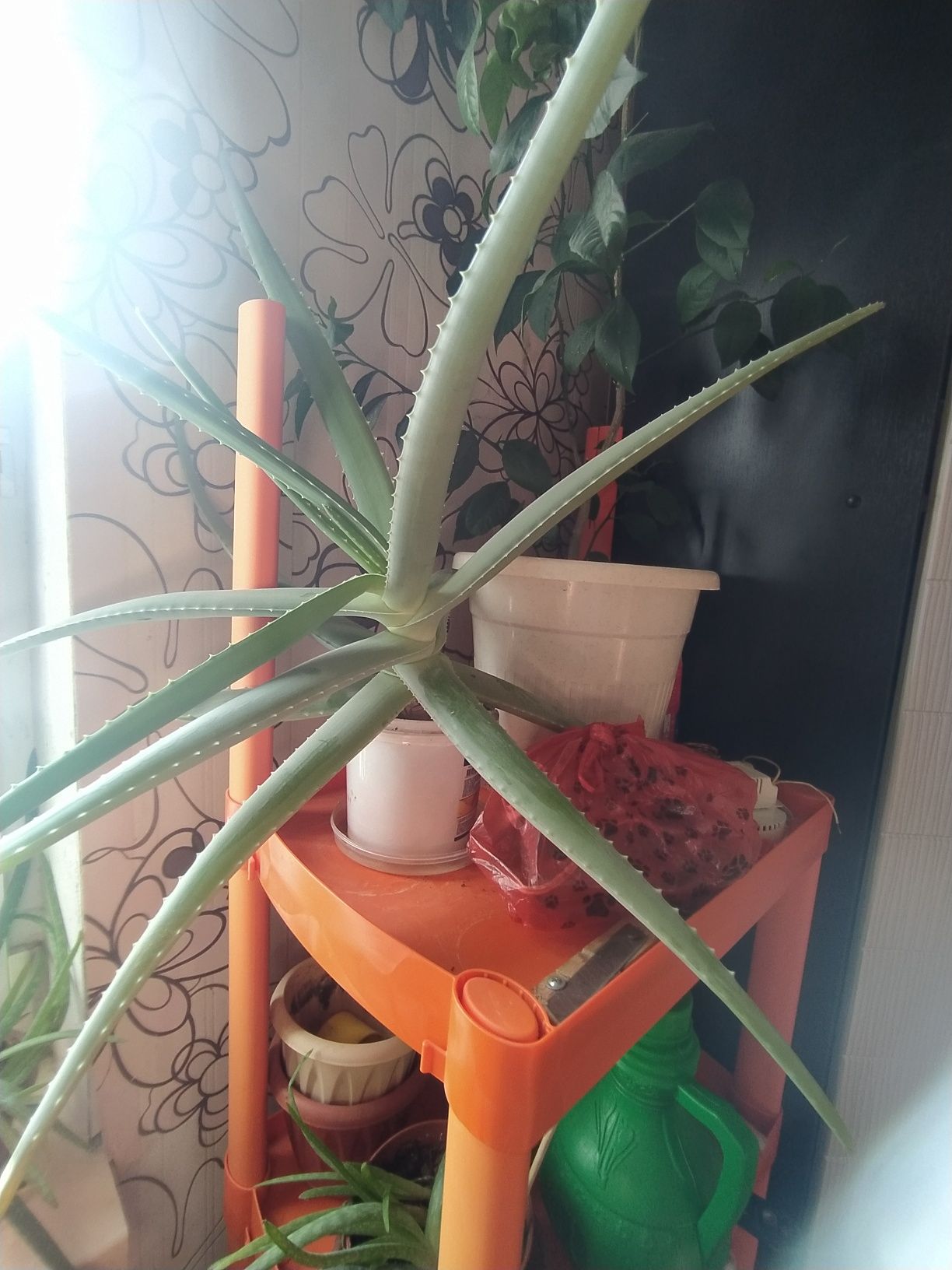 Лечебный цветок Алоэ