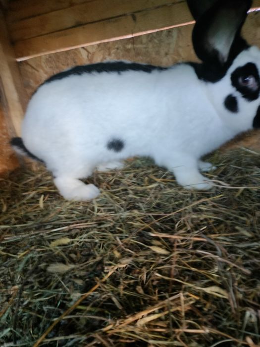 Iepuri fluturi germani cu acte de ungharia