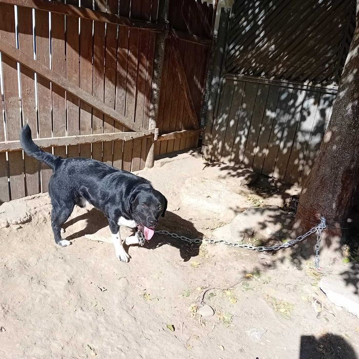 DONEZ catel Labrador