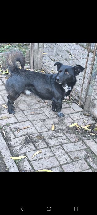 Donez cățel jucăuș