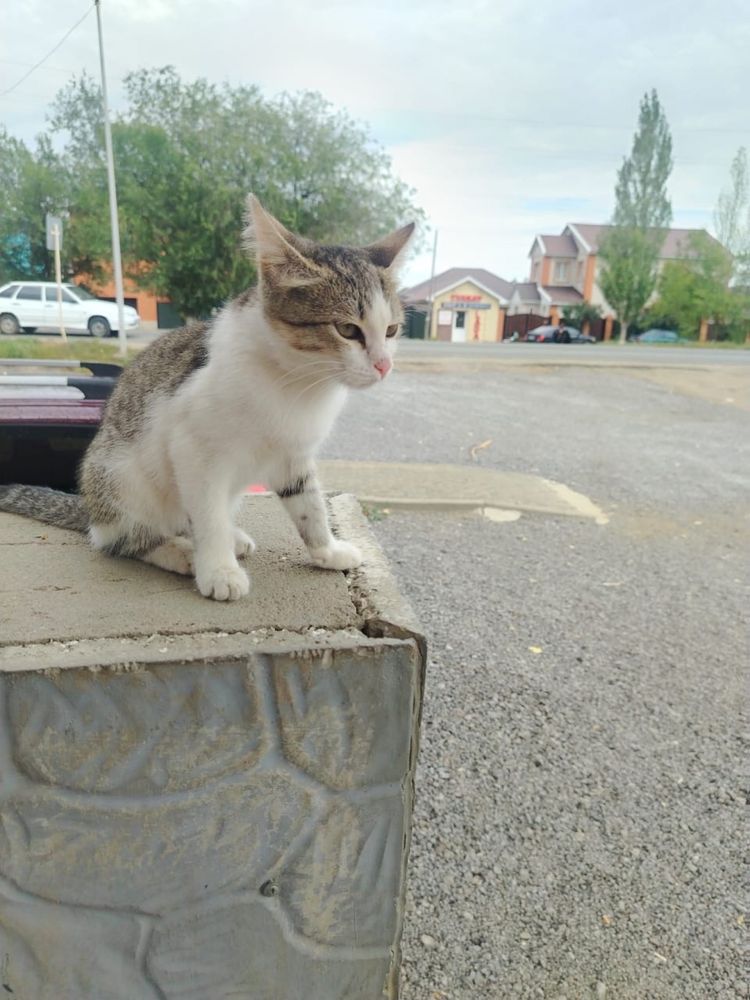 Отдам котенка в добрые руки