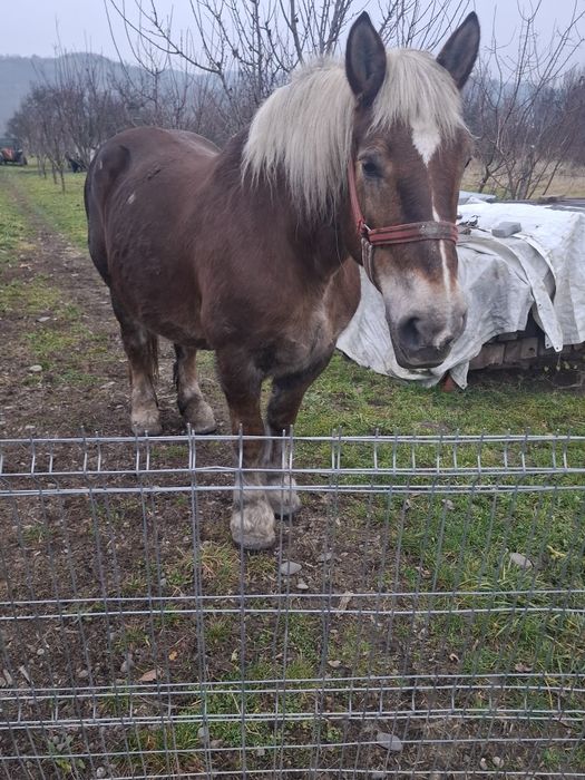 Vand iapă de 10 ani gestantă acte polonia