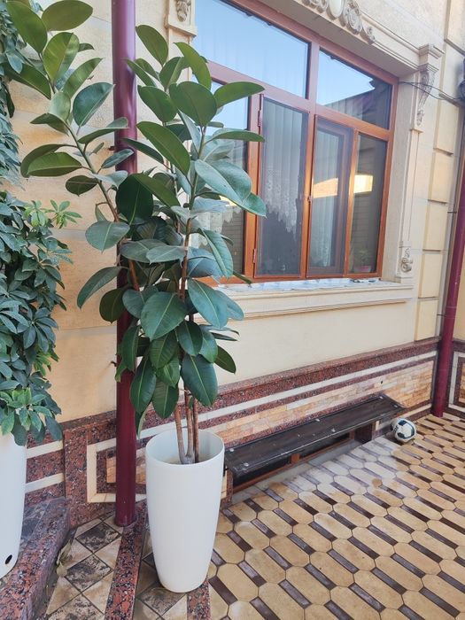 Продаются комнатные растения