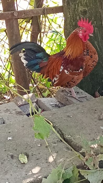 Vând coș pitic vând