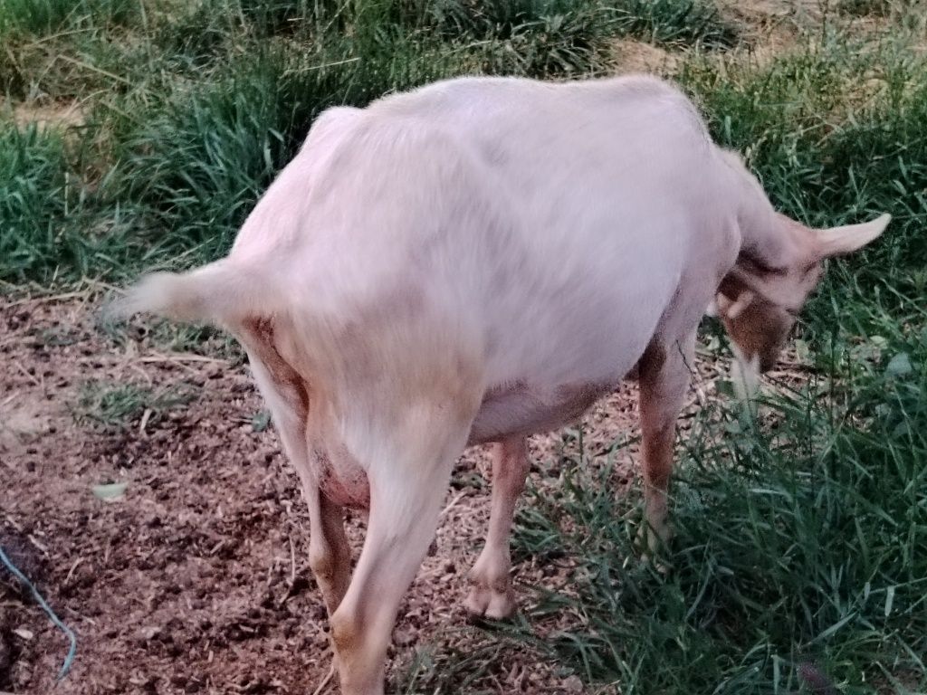 Capra de vanzare
