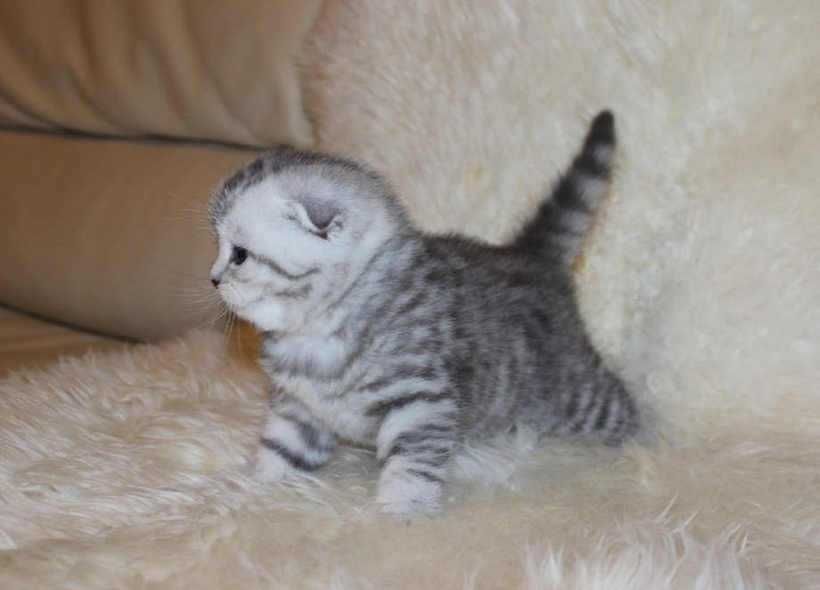 Шотландские вислоухие котята