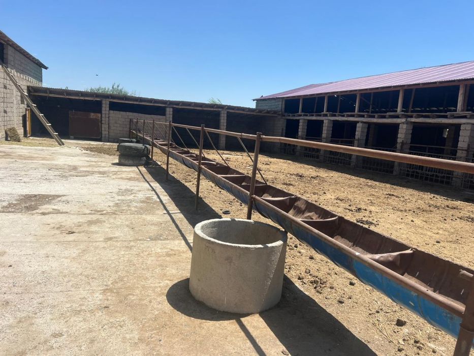 Қора, откорм база, шаруашылық сатылады