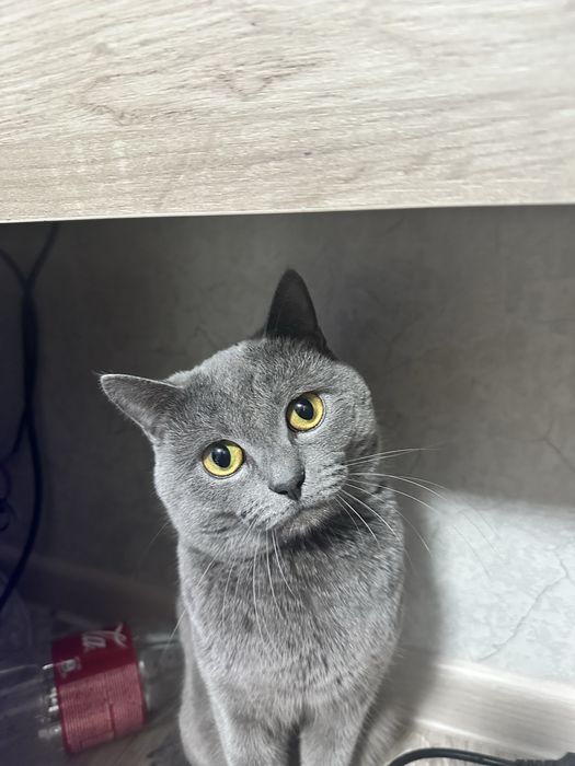 Отдам кота в добрые руки