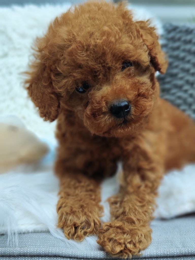 Пудел Той /Toy poodle / Родословие - Цялостна документация