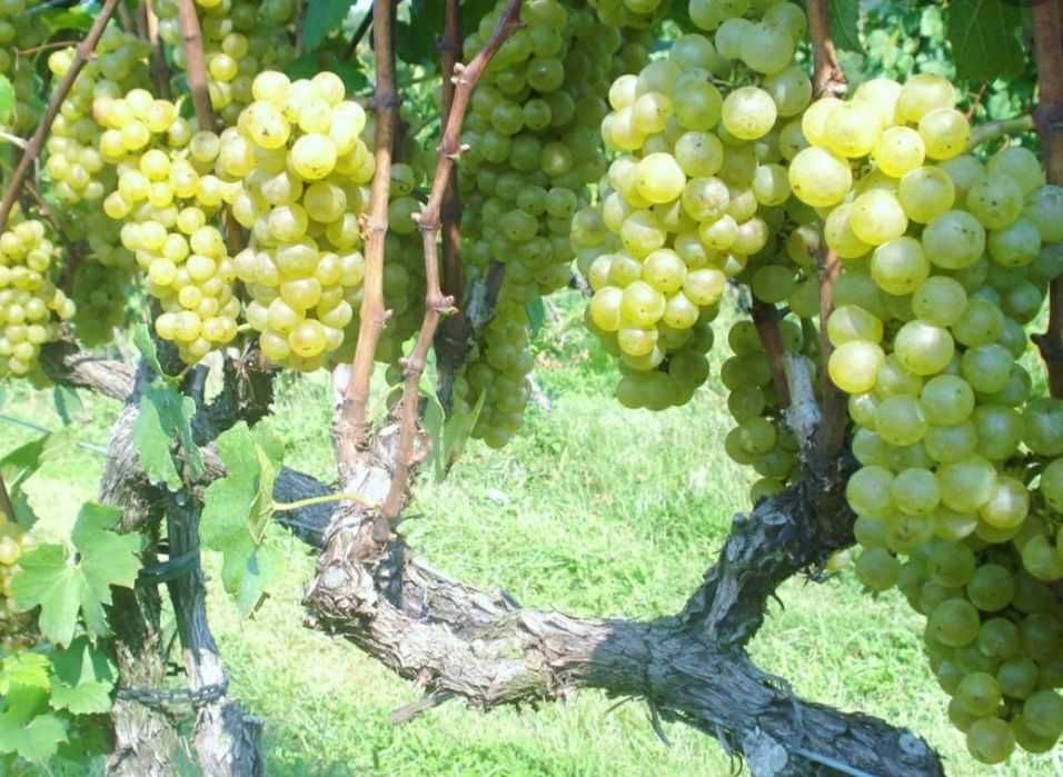 Struguri de vin adusi acasa soiuri alese albi/negri, pret producator