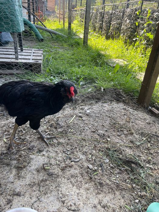 Cocos Araucana negru, pur, 6 luni