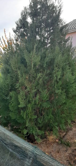 Саженцы хвойных, туя