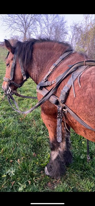 Vand /schimb manza ardeneza garantata de ham , montata