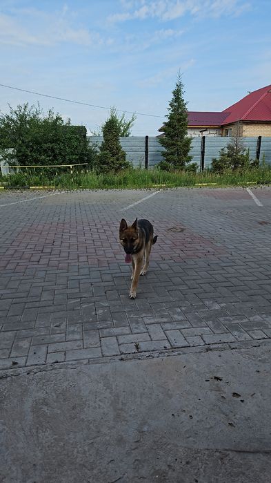 Продается Собака