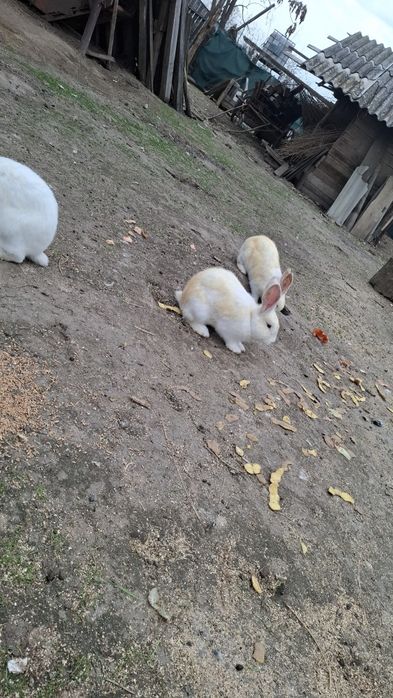 Iepurii de rasa uriași germani