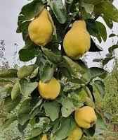 Gutui columnar Auri la ghiveci