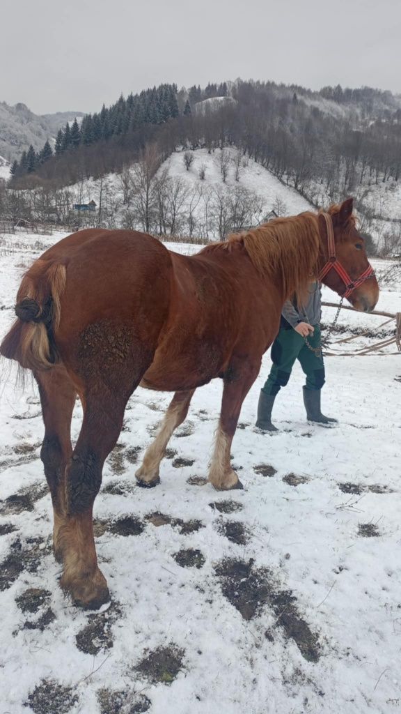 De vânzare mânz 3 anii mai multe detalii în privat!!