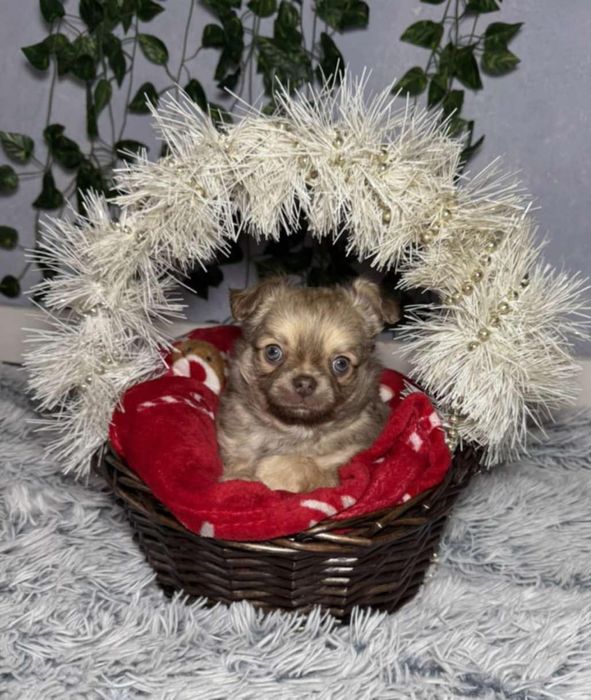 Чихуахуа момченца