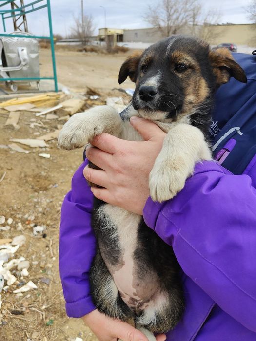 Срочно щенки очень нуждаются в доме