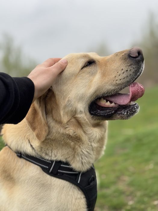 Donez pui de labrador