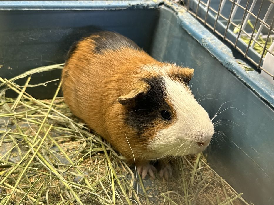 Морские свинки разные