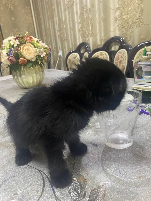 Вислоухий котенок