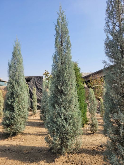 arizonski kiparis archa boyi 1.5 da 3.30 ga bor 50 $ dan boshlanadi