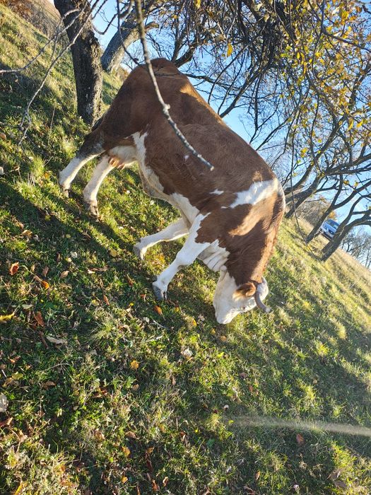 Vaca bălțată românească