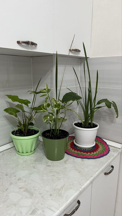 Домашные растения