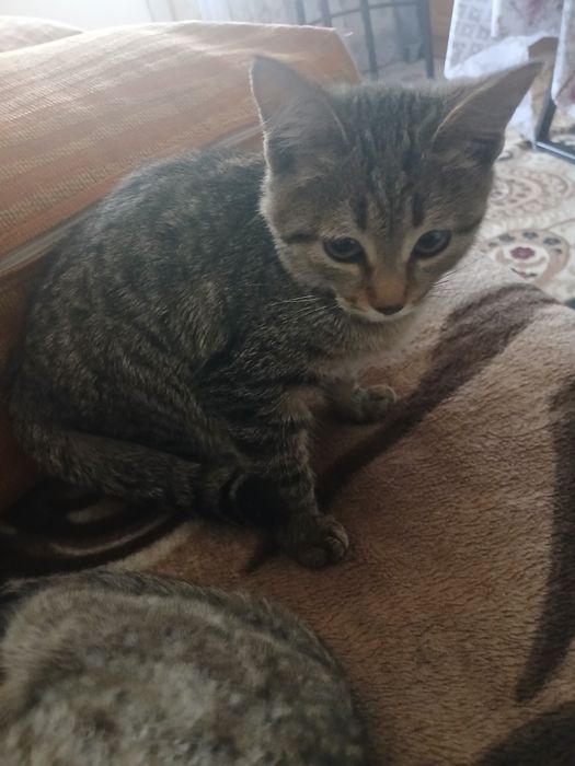 Отдам котят девочка мальчик