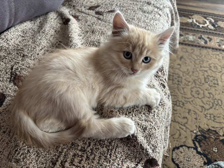 Отдам котенка в добрые руки