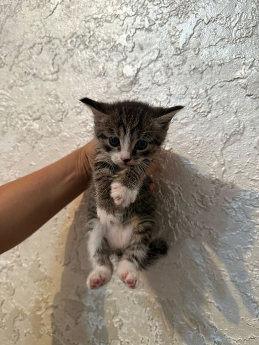 Котёнок  1 месяцев