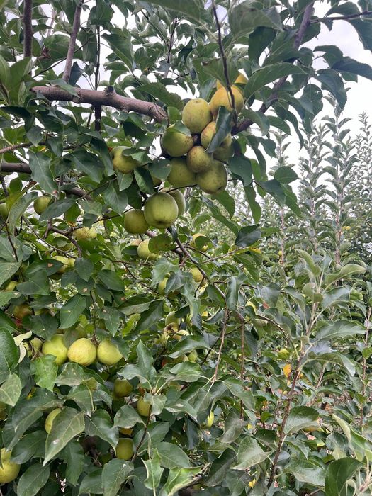 Vand mere Idared si Golden