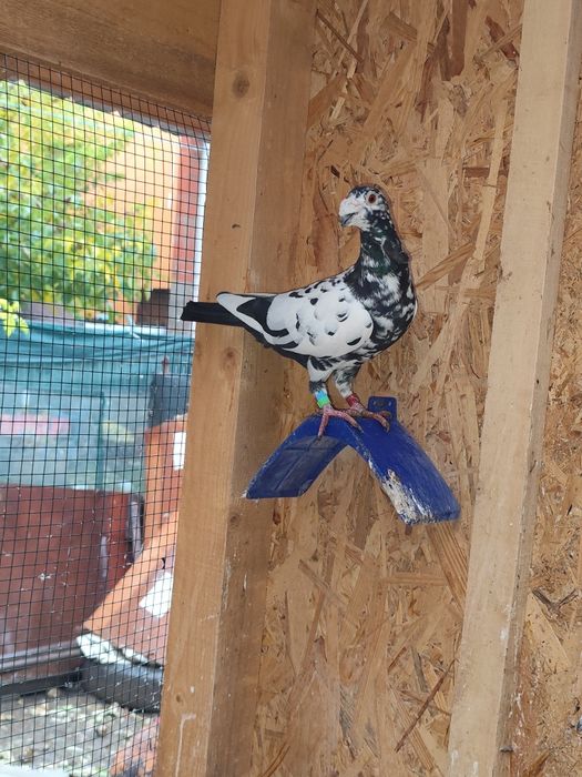 Porumbei pui și maturi