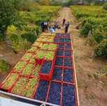 Vand struguri de vin transport gratuit