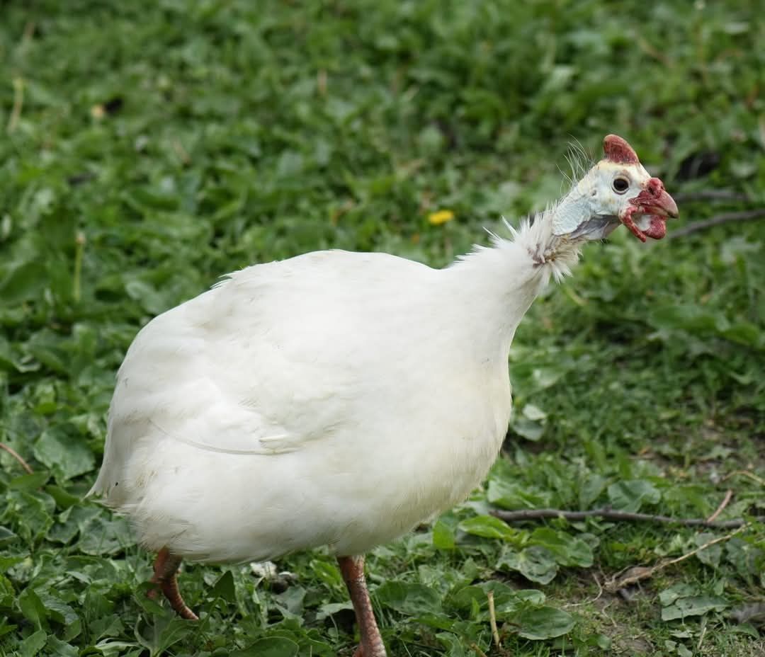 Oua de bibilica pentru incubat
