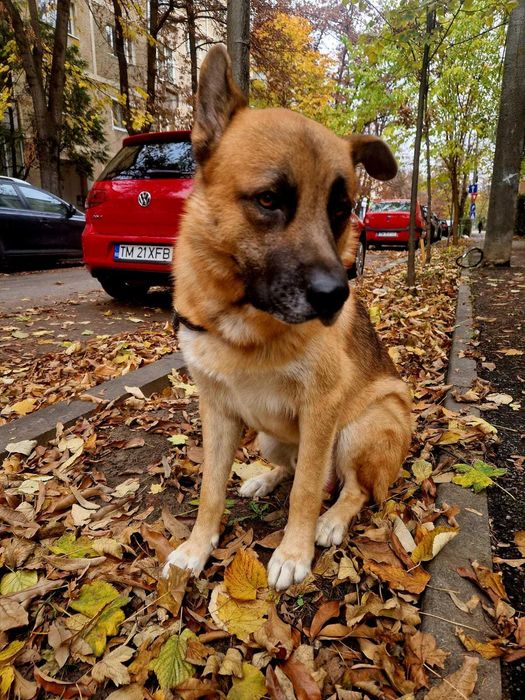 Spre adoptie un catelus Ciobanesc German