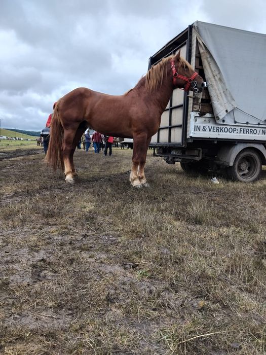 Vînd sau scimb cu vaci vitei