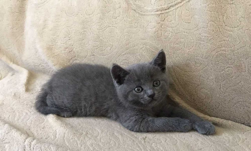 British Shorthair Blue