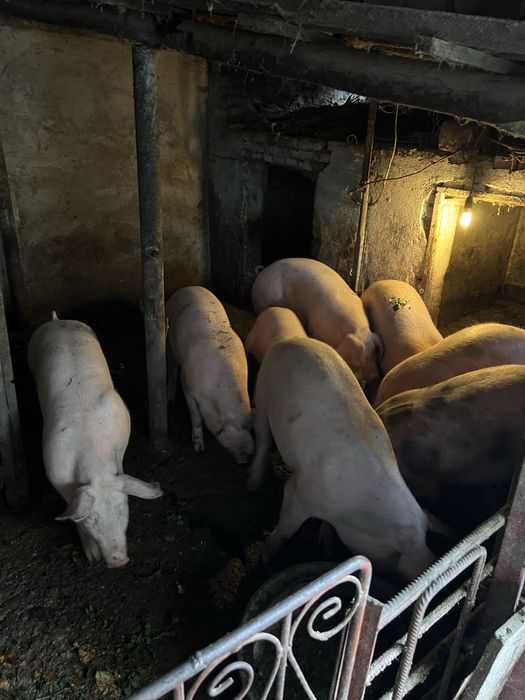 Anunt de vanzare pentru craciun