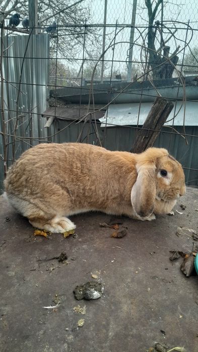 Iepuri de rase diferite