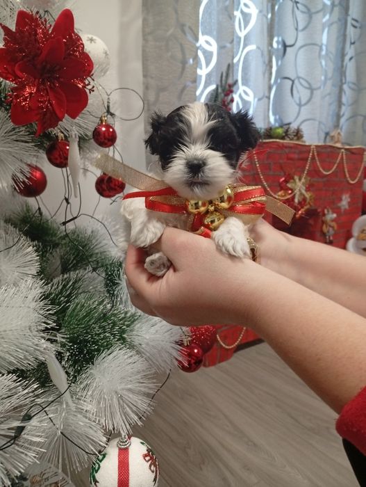 Caine de talie mica shitzu