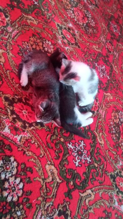 Отдам даром в хорошие руки котёнка