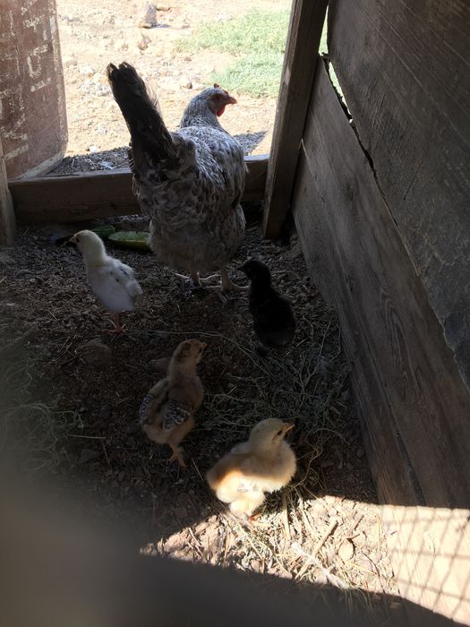 наседка с 4 цыплятам