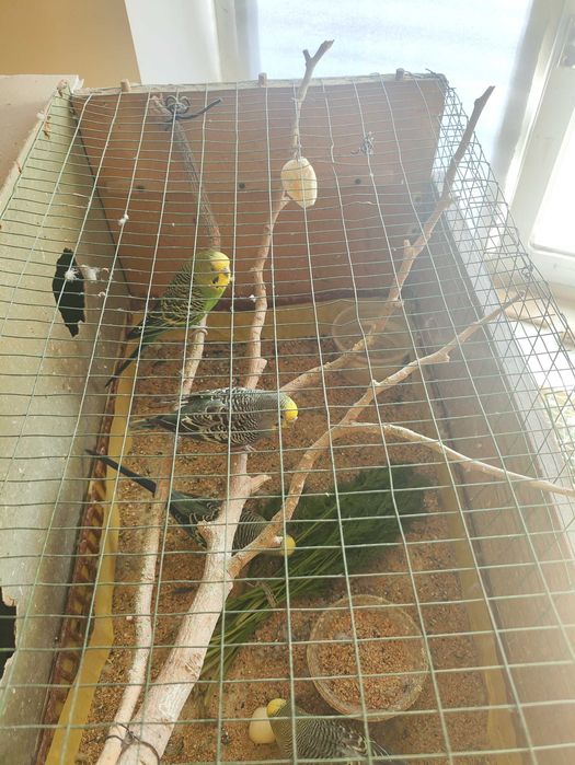 uyda valnitsiy tóti tuxmdan chiqarib kópaytirish uchun qulay narxda